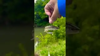 3 tips to catch more fish instantly! #bassfishingismylife #fishing
