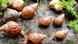 The Art of Slow Living, A Snail Colony's Lesson in Perfect Harmony #SlowLiving #SnailLife
