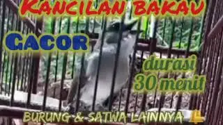 the sound of the mangrove whistler bird chirping sweetly calling the female