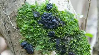 Exidia Glandulosa fungus