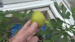 Фиговое дерево Латтарула