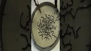 🤓ஆச்சரியமான அறிவியல் சோதனை!🔬 | Amazing Science Experiment | #shorts | Tamil Ultimate