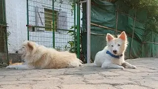 Life with Dogs is live chiku tuntuni tuntuni#chiku