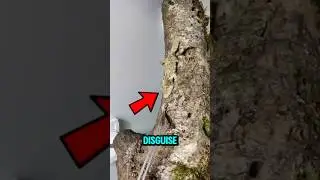 Top 3 Animals That Disappear Like Magic!😮