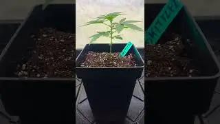 _Zkittlez_ Grow &ndash; From Tiny to Giant [Part 1] 🌱🔥