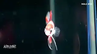HALFMOON plakat MALE BETTA #26 LOMWILD