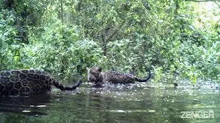 Sea Type Jaguars: Isolated Big Cats Have Taken To Eating Fish