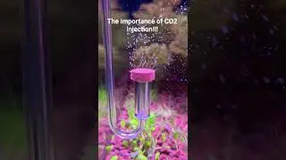 The reason why add CO2 injection 0-24h. 🦐🐟🐠#healthyplants #co2 #aquarium #fish #asmr