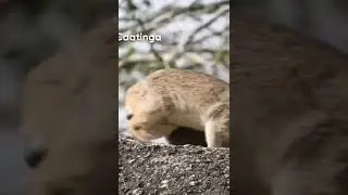 pra quem n&atilde;o conhece esse &eacute; o moc&oacute; um dos roedores da caatinga