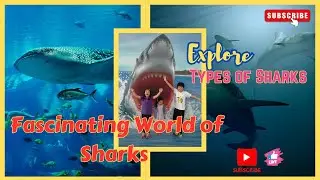Amazing World Of Sharks