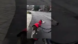 Duke & his double ended Grippy lead 🐕