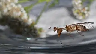 Mantispa styriaca 1920x1080 Qf