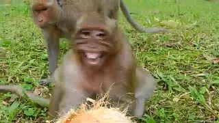 Pitiful Why king Sweet Pea scream and cry loudly like this, Update monkey Sweet Pea today