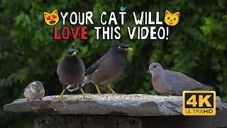 BEST VIDEO FOR TO CATS WATCH! Bully Bird + Doves, Pigeons & Cape Sparrows feeding in 4K
