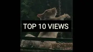 Top 10 views channel