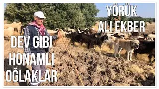 DEV GİBİ HONAMLI OĞLAKLARI ile Y&Ouml;R&Uuml;K ALİ EKBER