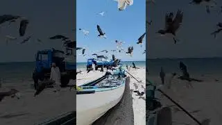 Seagulls - Seagulls Sound