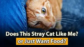 5 Signs a Stray Cat Likes You (Not Just for Food!)