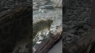 Snow leopard @chesterzoo