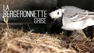 La bergeronnette grise