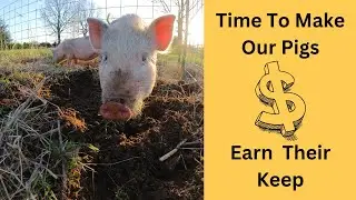 Putting Pigs To Work In The Garden