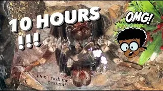 I filmed this video for 10 hours !!! ~ Tarantula Molting Timelapse !!!
