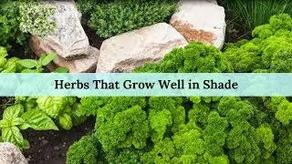 Herbs That Grow Well in Shade