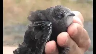 Spring Alive - a youngster of Common Swift