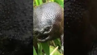 Rain frog #nature #frog #funny #scream #grumpy #scream #fight #ufc #tiktok #android #kids