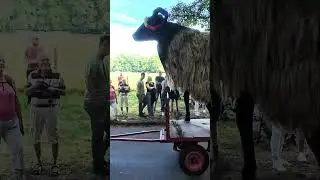 🚜 &bdquo;Gabelstapler fahr&acute;n&ldquo; beim Festumzug des Heidebl&uuml;tenfestes in Schneverdingen 2025- H&ouml;pen Sch&auml;ferei