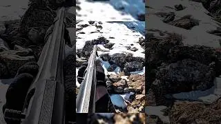 Дикая охота на кроликов 🐇 | Лучшие мировые сцены #hunting #gunhunt #huntseason