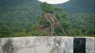 Monkey Mates and eats his own Sperm