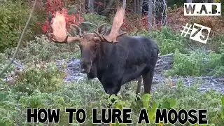 How to lure a MOOSE | Killiniq, Canada | Wild Animal Behaviour #79