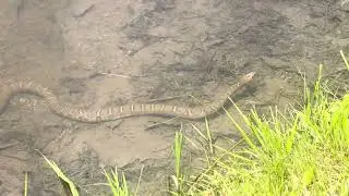 Is this water snake venomous or NOT VENOMOUS?