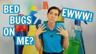 Постельные клопы — как избавиться от постельных клопов