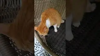 @may pusang gusto mag pa karga