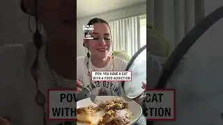 When your cat has a food addiction