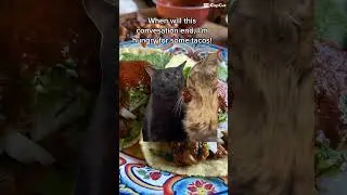 Funny Cat Conversation 😸🌮🐱#catsofyoutube #tacos #food