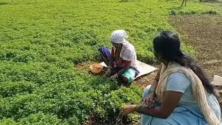 సన్నకారు రైతు జీవన విధానం (small  farmer life style)Old Lady farmer interview.This is Lakshmi