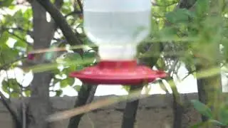 Amazing number of hummingbirds in my garden ALL winter, 2025!