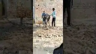 Kisi doctor ne iske bachha dani hlki bta di pr shi hai