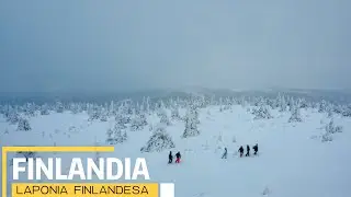 TRINEO, con HUSKYS y CAMINATA a -7°FINLANDIA