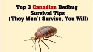 Top 3 Canadian Bedbug Survival Tips (They Won&rsquo;t Survive, You Will)