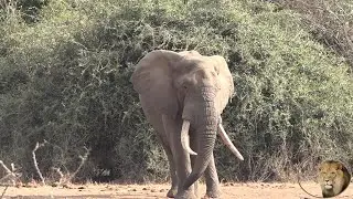 Beautiful Elephant Tusker At Sweni Waterhole Kruger National Park