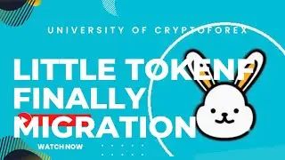 Finally Updates About Little Rabbit Migration