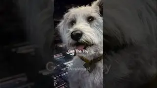 KRYPTO BEST MOMENTS Compilation | Superman Movie 2025