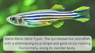 Top 10 Zebra Fish #quiz  #gk #generalknowledge #infohub #quiztrivia #shortsfeed #aquarium #fish