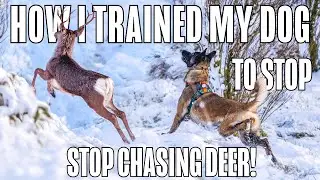 STOP YOUR DOG CHASING - How to Stop a Dog's Dangerous Prey Drive #dogtraining #dogtrainer