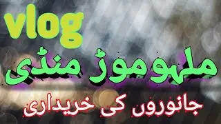 Malumor Mandi Jhang | Qurbani K Janwaron Ki Khareedari | Traveling Vlog By Ghani Virk Vlogs