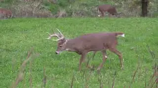 CRUSH Seeds of Science The Perfect 10 Deer Food Plot